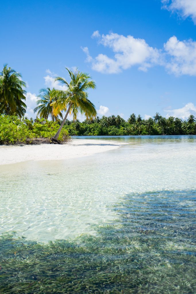 New Grant: Seychelles' Roadmap to Blue Carbon opportunities - Blue ...